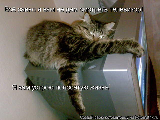 Всё равно я вам не дам смотреть телевизор! Я вам устрою полосатую жизнь!... Котоматрица: Всё равно я вам не дам смотреть телевизор! Я вам устрою полосатую жизнь!