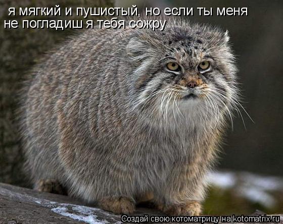 я мягкий и пушистый, но если ты меня не погладиш я тебя сожру... Котоматрица: я мягкий и пушистый, но если ты меня не погладиш я тебя сожру