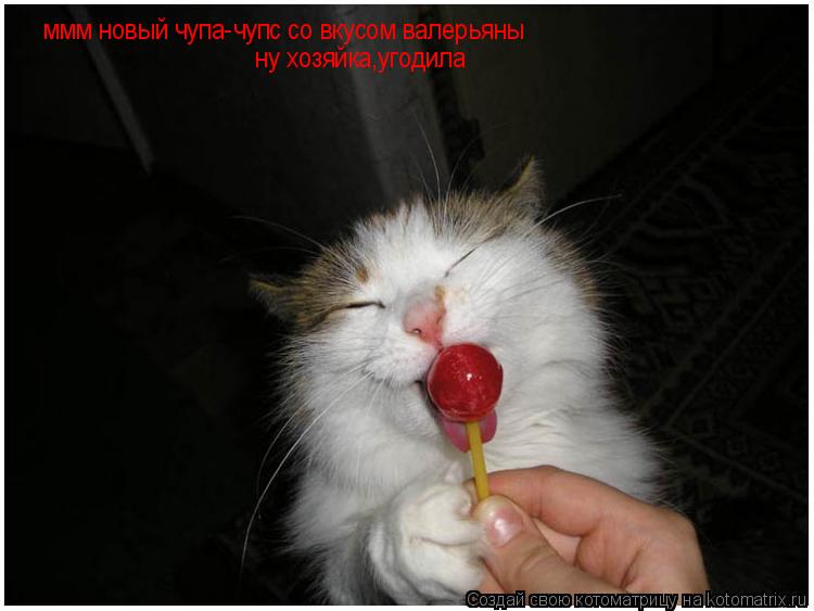 ммм новый чупа-чупс со вкусом валерьяны ну хозяйка,угодила... Котоматрица: ммм новый чупа-чупс со вкусом валерьяны ну хозяйка,угодила