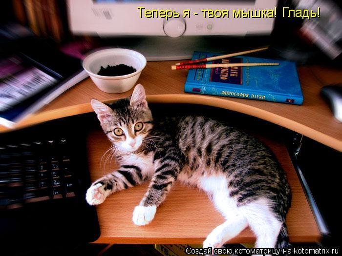 Теперь я - твоя мышка! Гладь!... Котоматрица: Теперь я - твоя мышка! Гладь!