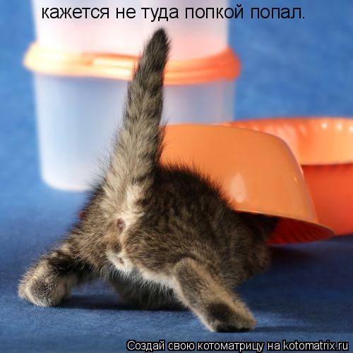 кажется не туда попкой попал.... Котоматрица: кажется не туда попкой попал.