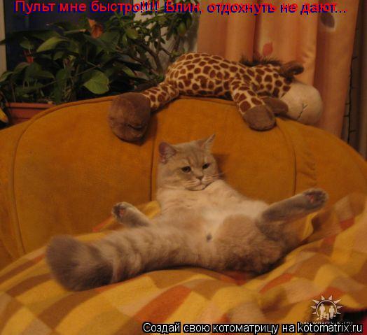 Пульт мне быстро!!!! Блин, отдохнуть не дают... Пульт мне быстро!!!! Блин, отдохнуть не дают... Пульт... Котоматрица: Пульт мне быстро!!!! Блин, отдохнуть не дают... Пульт мне быстро!!!! Блин, отдохнуть не дают... Пульт мне быстро!!!! Блин, отдохнуть не дают...