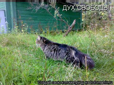 ДУХ СВОБОДЫ... Котоматрица: ДУХ СВОБОДЫ