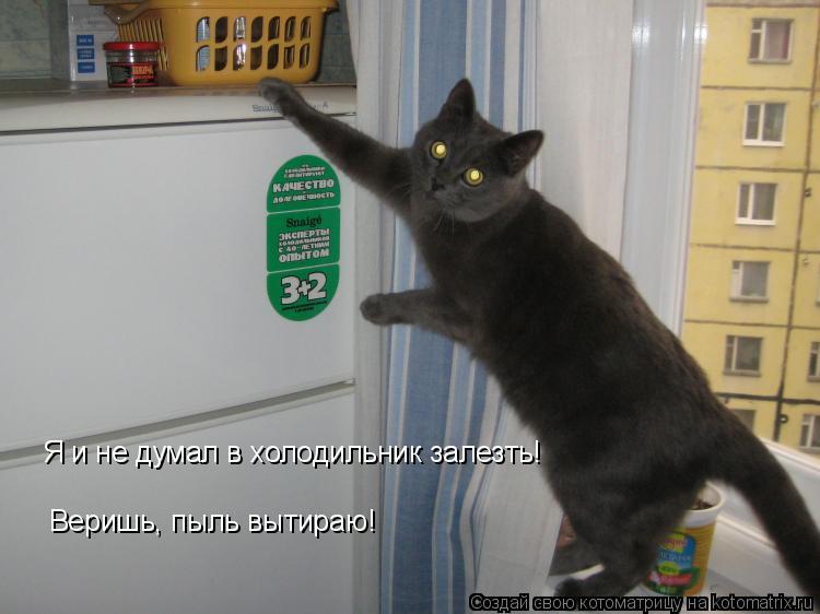 Я и не думал в холодильник залезть! Веришь, пыль вытираю!... Котоматрица: Я и не думал в холодильник залезть! Веришь, пыль вытираю!