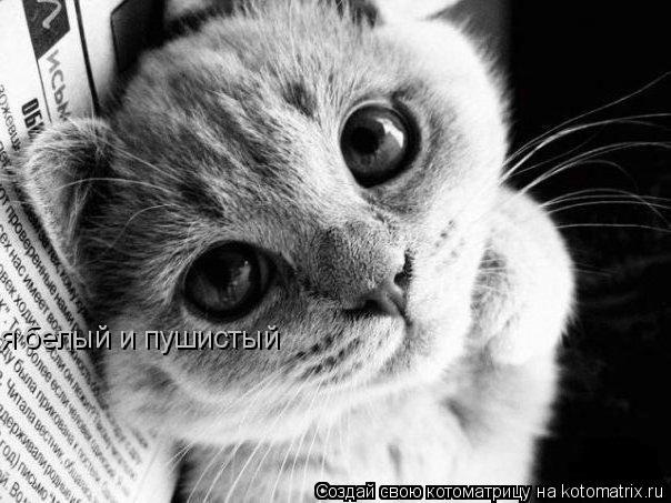 я белый и пушистый... Котоматрица: я белый и пушистый