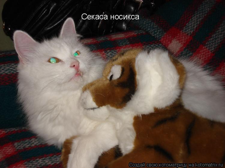 Секаса носикса... Котоматрица: Секаса носикса