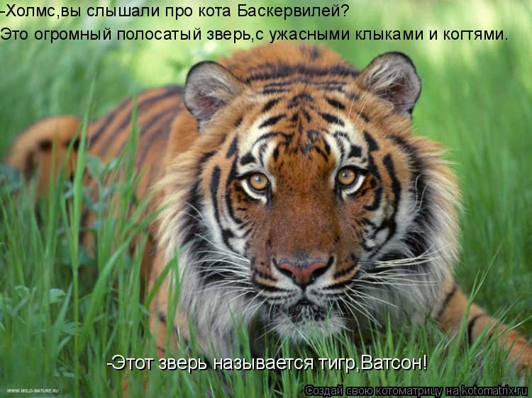 Котоматрица: -Холмс,вы слышали про кота Баскервилей? Это огромный полосатый зверь,с ужасными клыками и когтями. -Этот зверь называется тигр,Ватсон!