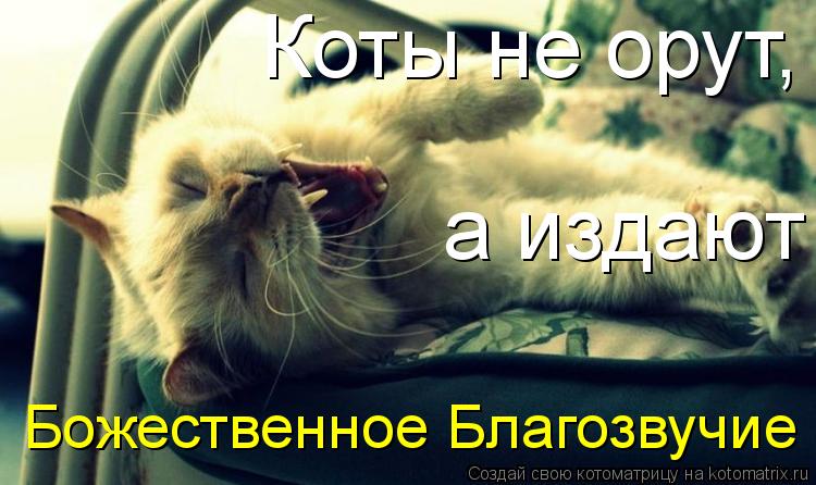 Котоматрица: Божественное Благозвучие Коты не орут,  а издают