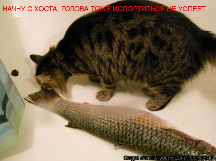 НАЧНУ С ХОСТА, ГОЛОВА ТОЖЕ ИСПОРТИТЬСЯ НЕ УСПЕЕТ. НАЧНУ С ХОСТА, ГОЛОВА ТОЖЕ ИСПОРТИТЬСЯ НЕ УСПЕЕТ.... Котоматрица: НАЧНУ С ХОСТА, ГОЛОВА ТОЖЕ ИСПОРТИТЬСЯ НЕ УСПЕЕТ. НАЧНУ С ХОСТА, ГОЛОВА ТОЖЕ ИСПОРТИТЬСЯ НЕ УСПЕЕТ.