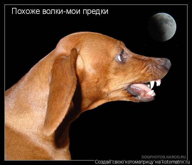 Похоже волки-мои предки... Котоматрица: Похоже волки-мои предки
