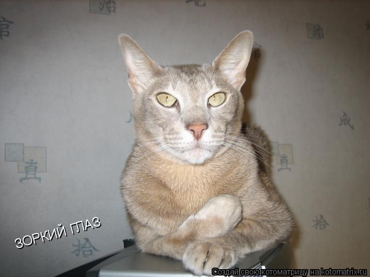 ЗОРКИЙ ГЛАЗ... Котоматрица: ЗОРКИЙ ГЛАЗ