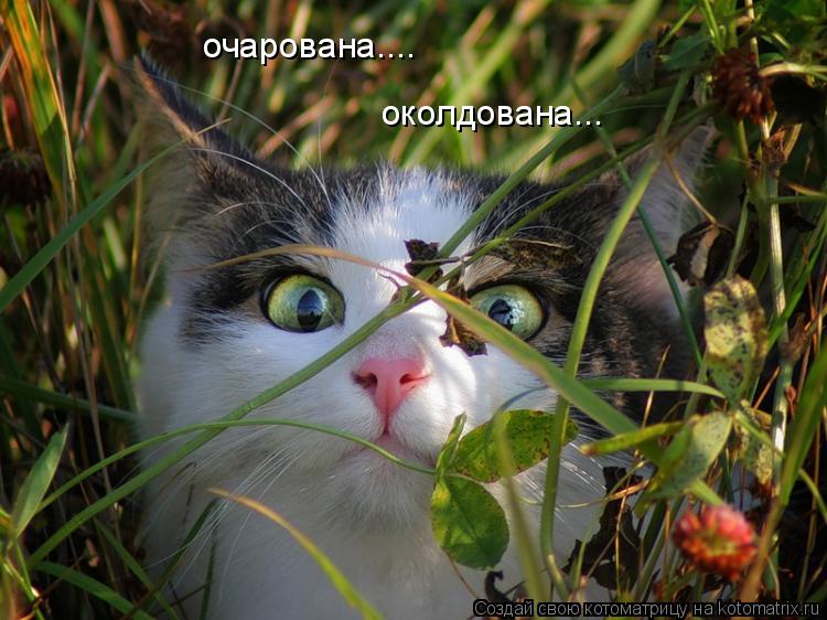 очарована.... околдована...... Котоматрица: очарована.... околдована...