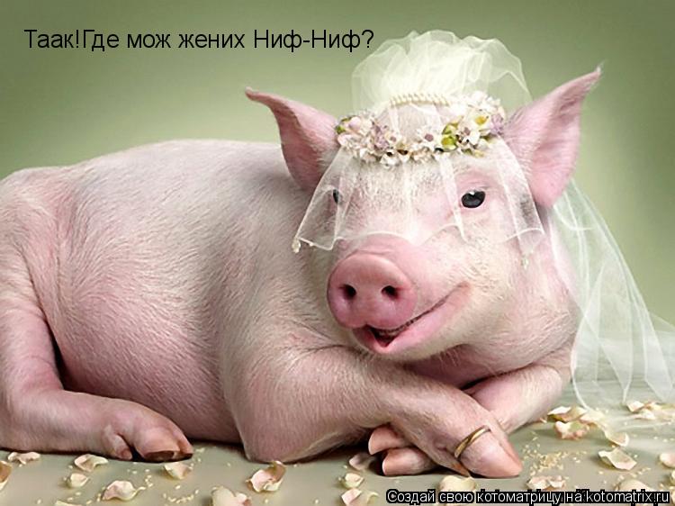 Таак!Где мож жених Ниф-Ниф?... Котоматрица: Таак!Где мож жених Ниф-Ниф?