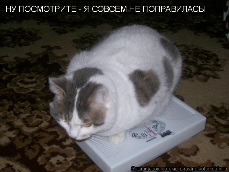НУ ПОСМОТРИТЕ - Я СОВСЕМ НЕ ПОПРАВИЛАСЬ!... Котоматрица: НУ ПОСМОТРИТЕ - Я СОВСЕМ НЕ ПОПРАВИЛАСЬ!
