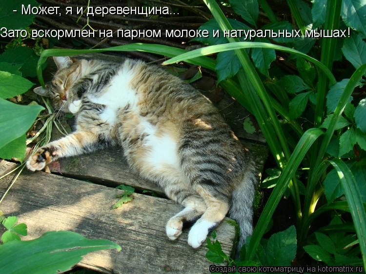 - Может, я и деревенщина... Зато вскормлен на парном молоке и натуральных мышах!... Котоматрица: - Может, я и деревенщина... Зато вскормлен на парном молоке и натуральных мышах!