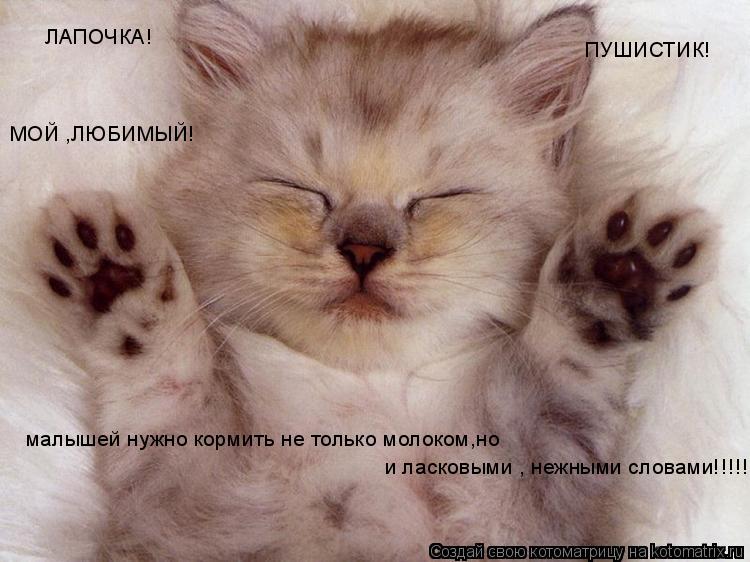 малышей нужно кормить не только молоком,но и ласковыми , нежными словами!!!!! ЛАПОЧКА! ПУШИСТИК! МОЙ ... Котоматрица: малышей нужно кормить не только молоком,но и ласковыми , нежными словами!!!!! ЛАПОЧКА! ПУШИСТИК! МОЙ ,ЛЮБИМЫЙ!