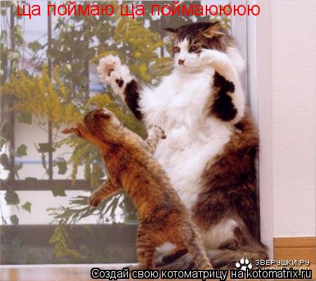 ща поймаю ща поймаюююю... Котоматрица: ща поймаю ща поймаюююю