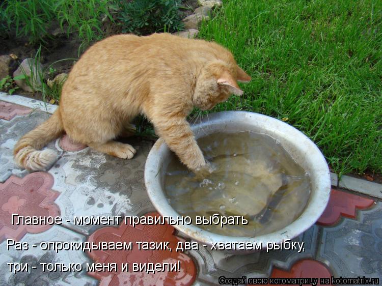 Главное - момент правильно выбрать Раз - опрокидываем тазик, два - хватаем рыбку, три - только меня ... Котоматрица: Главное - момент правильно выбрать Раз - опрокидываем тазик, два - хватаем рыбку, три - только меня и видели!