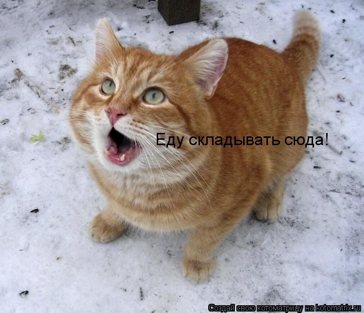 Еду складывать сюда!... Котоматрица: Еду складывать сюда!