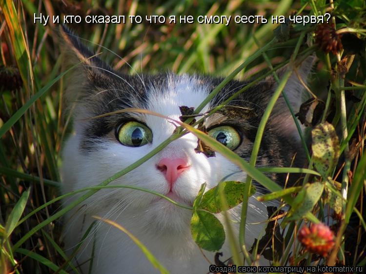 Ну и кто сказал то что я не смогу сесть на червя?... Котоматрица: Ну и кто сказал то что я не смогу сесть на червя?
