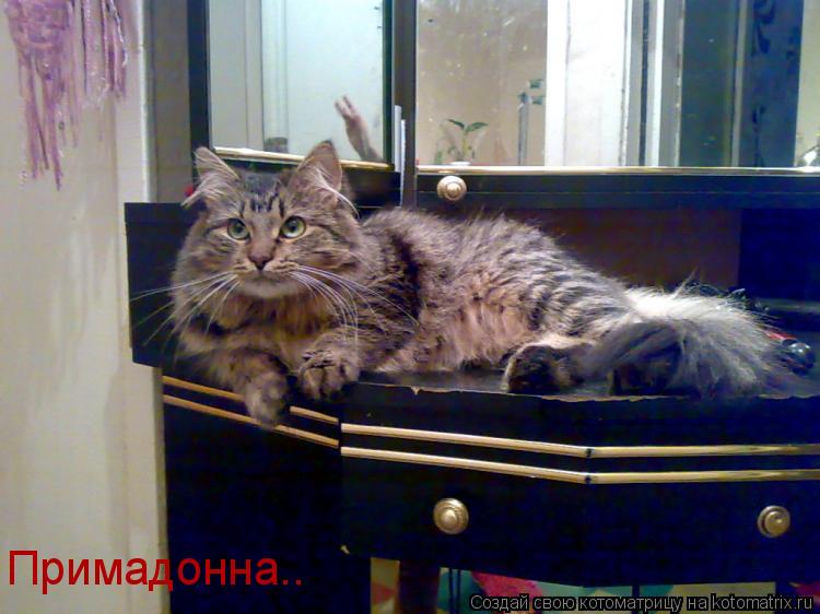 Примадонна..... Котоматрица: Примадонна..