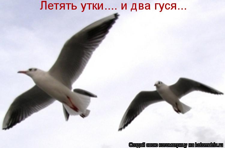 Летять утки.... и два гуся...... Котоматрица: Летять утки.... и два гуся...