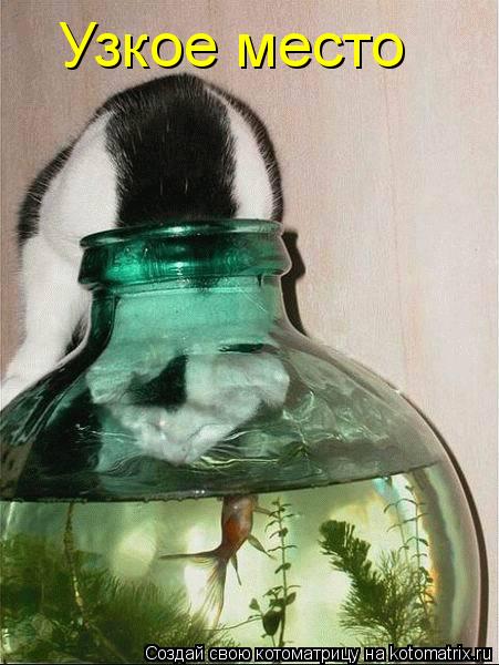 Узкое место... Котоматрица: Узкое место