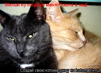 Милый ну поцелуй меня!Пошла в зад!... Котоматрица: Милый ну поцелуй меня!Пошла в зад!