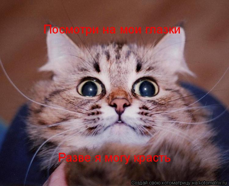 Посмотри на мои глазки Разве я могу красть... Котоматрица: Посмотри на мои глазки Разве я могу красть