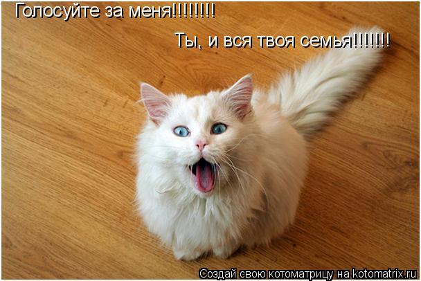 Голосуйте за меня!!!!!!!! Ты, и вся твоя семья!!!!!!!... Котоматрица: Голосуйте за меня!!!!!!!! Ты, и вся твоя семья!!!!!!!