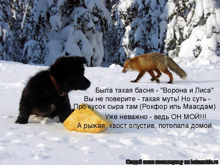 Была такая басня - "Ворона и Лиса" Вы не поверите - такая муть! Но суть - Про кусок сыра там (Рокфор... Котоматрица: Была такая басня - "Ворона и Лиса" Вы не поверите - такая муть! Но суть - Про кусок сыра там (Рокфор иль Маасдам) Уже неважно - ведь ОН МОЙ!!! А рыж