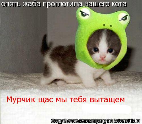 опять жаба проглотила нашего кота Мурчик щас мы тебя вытащем... Котоматрица: опять жаба проглотила нашего кота Мурчик щас мы тебя вытащем