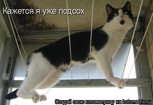 Кажется я уже подсох... Котоматрица: Кажется я уже подсох