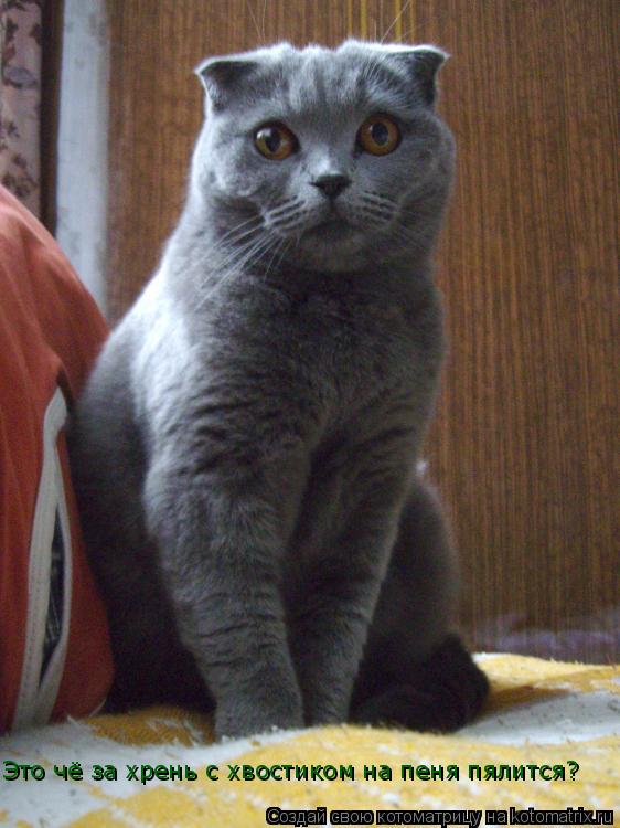 Это чё за хрень с хвостиком на пеня пялится?... Котоматрица: Это чё за хрень с хвостиком на пеня пялится?