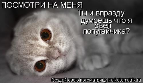ПОСМОТРИ НА МЕНЯ Ты и вправду думоешь что я съел попугайчика?... Котоматрица: ПОСМОТРИ НА МЕНЯ Ты и вправду думоешь что я съел попугайчика?