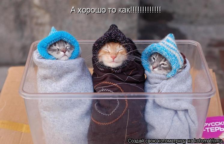 А хорошо то как!!!!!!!!!!!!!... Котоматрица: А хорошо то как!!!!!!!!!!!!!