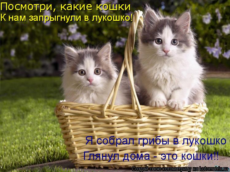 Посмотри, какие кошки К нам запрыгнули в лукошко! Я собрал грибы в лукошко Глянул дома - это кошки!!... Котоматрица: Посмотри, какие кошки К нам запрыгнули в лукошко! Я собрал грибы в лукошко Глянул дома - это кошки!!