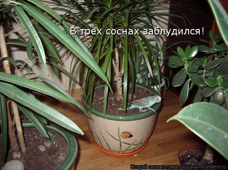 В трех соснах заблудился!... Котоматрица: В трех соснах заблудился!