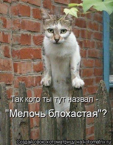 Так кого ты тут назвал - "Мелочь блохастая"?... Котоматрица: Так кого ты тут назвал - "Мелочь блохастая"?