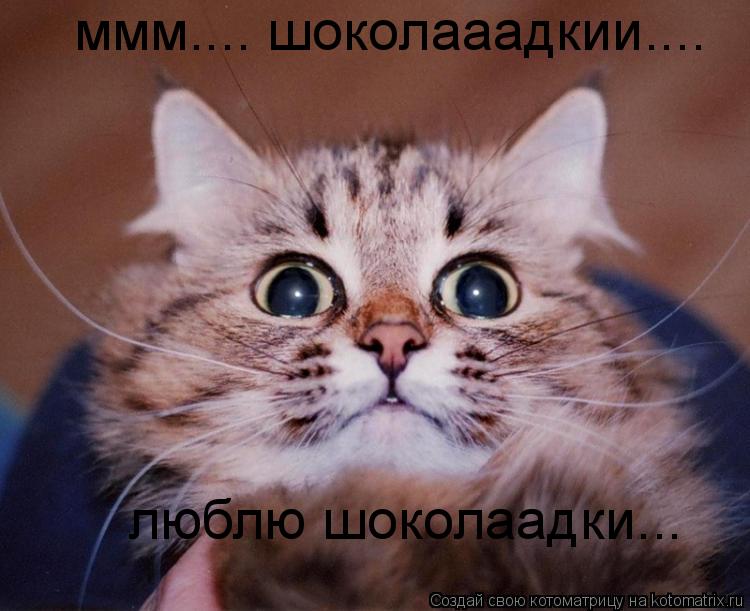 ммм.... шоколааадкии.... люблю шоколаадки...... Котоматрица: ммм.... шоколааадкии.... люблю шоколаадки...