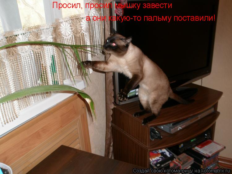 Просил, просил мышку завести а они какую-то пальму поставили!... Котоматрица: Просил, просил мышку завести а они какую-то пальму поставили!