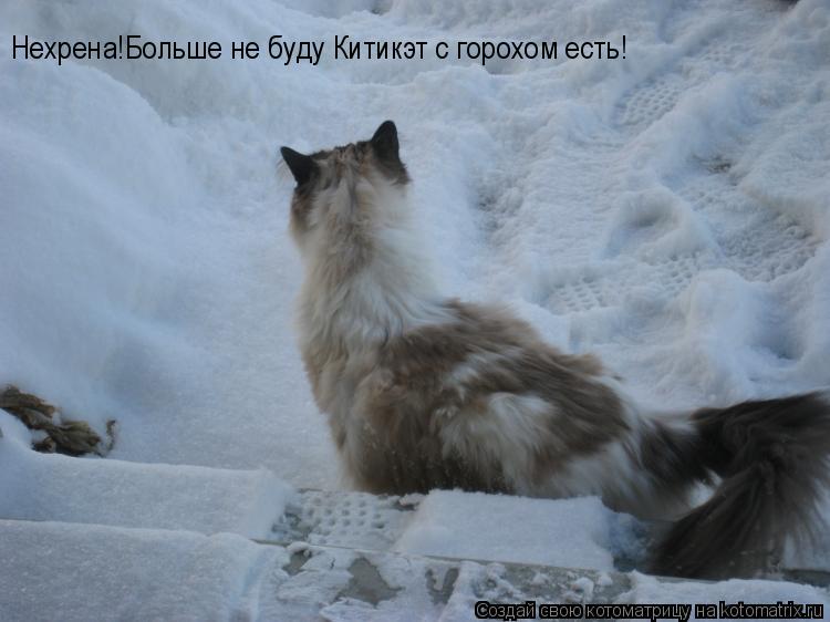 Нехрена!Больше не буду Китикэт с горохом есть!... Котоматрица: Нехрена!Больше не буду Китикэт с горохом есть!