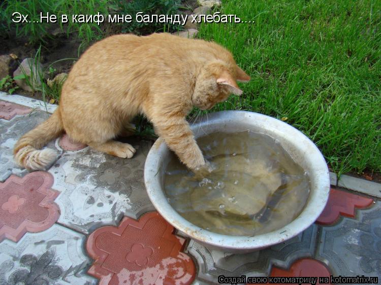 Эх...Не в каиф мне баланду хлебать....... Котоматрица: Эх...Не в каиф мне баланду хлебать....