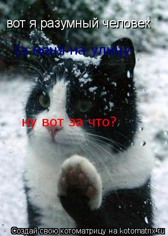 вот я разумный человек (а меня на улицу ну вот за что?... Котоматрица: вот я разумный человек (а меня на улицу ну вот за что?