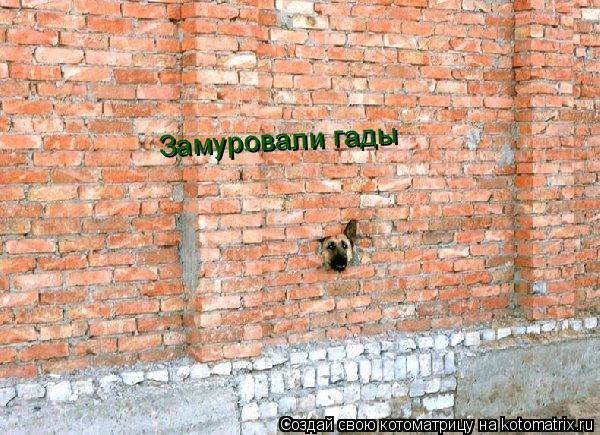 Замуровали гады... Котоматрица: Замуровали гады