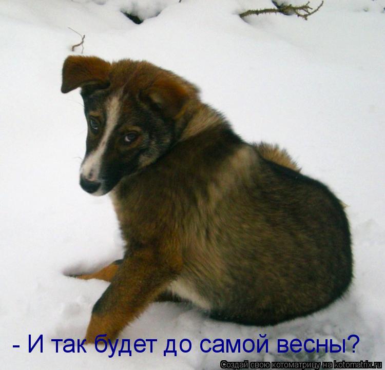 - И так будет до самой весны?... Котоматрица: - И так будет до самой весны?