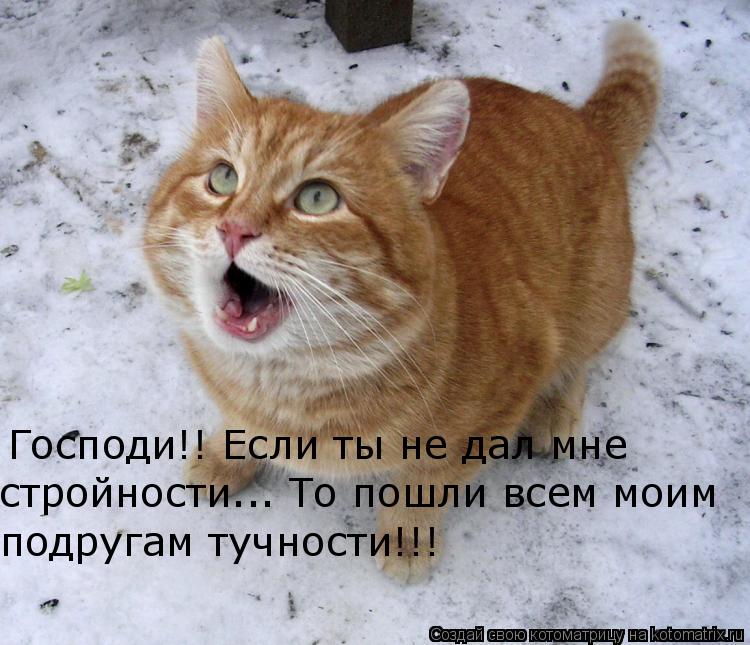 Господи!! Если ты не дал мне стройности... То пошли всем моим подругам тучности!!!... Котоматрица: Господи!! Если ты не дал мне стройности... То пошли всем моим подругам тучности!!!