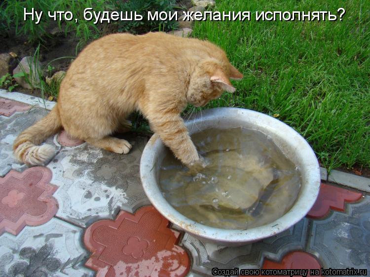 Ну что, будешь мои желания исполнять?... Котоматрица: Ну что, будешь мои желания исполнять?