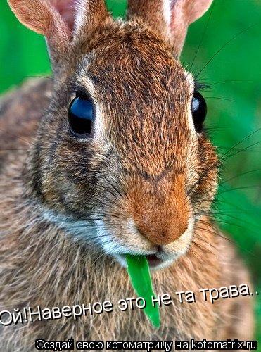 Ой!Наверное это не та трава...... Котоматрица: Ой!Наверное это не та трава...