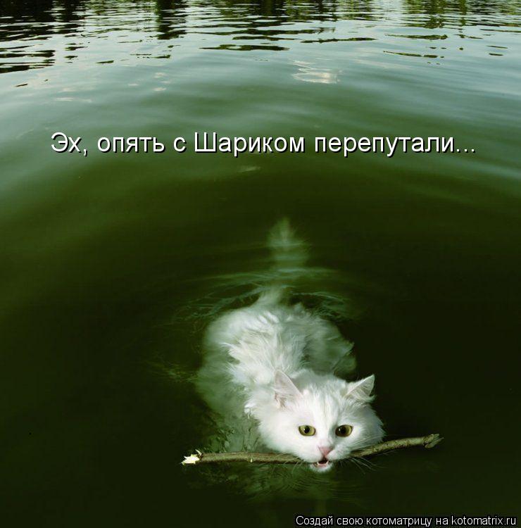 Эх, опять с Шариком перепутали...... Котоматрица: Эх, опять с Шариком перепутали...